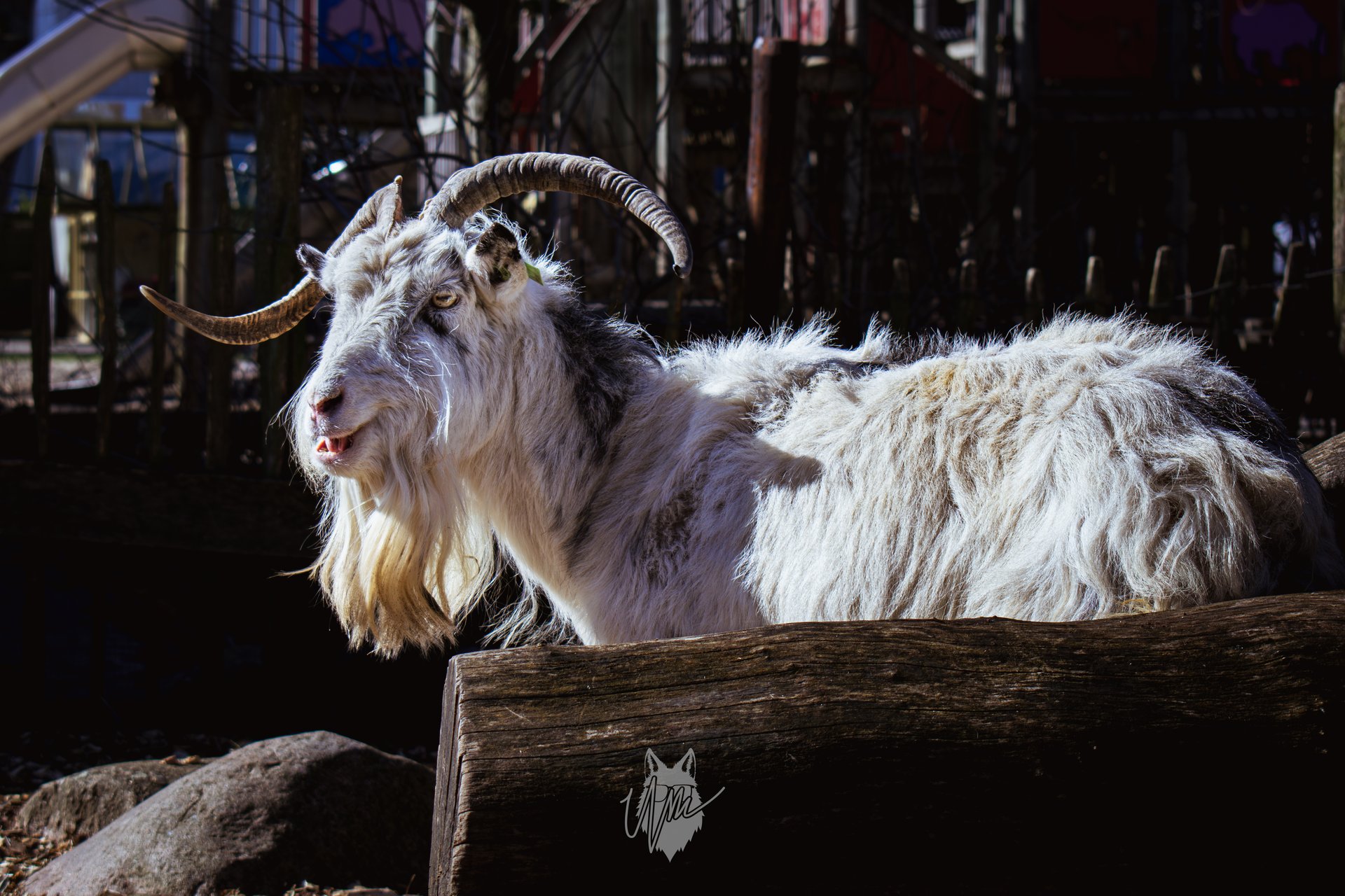 Geit in Oude Dierentuin